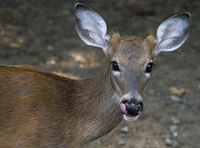 Oh Deer! deer wild animal wildlife photography