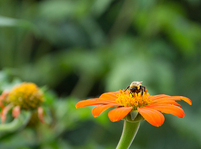 bee on orange flower bee flower nature photography orange photography