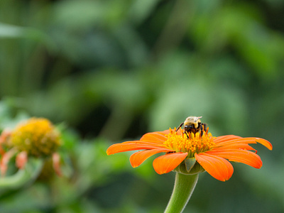 bee on orange flower