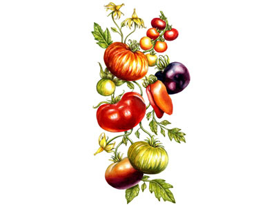 Tomato Tattoo Commission art botanical botanicalillustration color food illustration painting realism rendering scientificillustration tomato watercolor