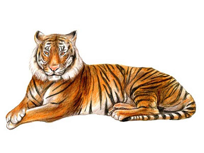 Tiger - Atlanta Magazine coloredpencils drawing illustration mixedmedia painting tiger watercolor wildlife