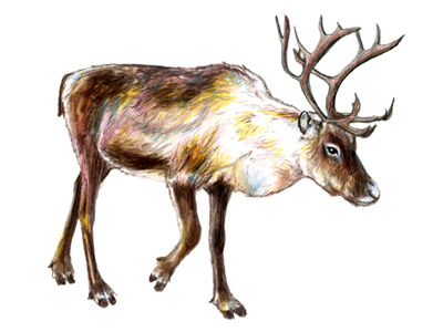 Reindeer animal art atlanta magazine colored pencil drawing illustration mixed media realism reindeer watercolor