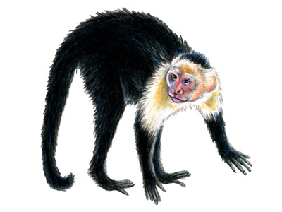 Capuchin Monkey animal atlanta magazine colored pencil drawing illustration mixed media monkey watercolor wildlife