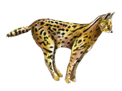 African Serval designs, themes, templates and downloadable graphic ...