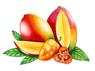 Country Archer Packaging - Mango Habanero Illustration country archer food illustration illustration mango packaging watercolor