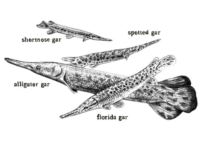 Garfish Illustration for Southern Cultures art drawing fish garfish graphite illustration scientfic illustration southern cultures