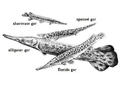 Garfish Illustration for Southern Cultures