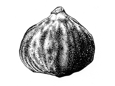 Fig botanical illustration drawing fig fruit illustration ink