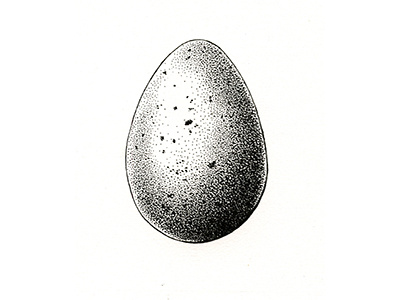 Egg art botanicalillustration drawing egg illustration ink scientificillustration