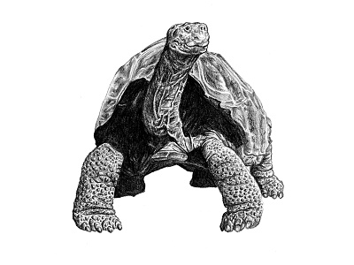 Galapagos Illustration - Tortoise