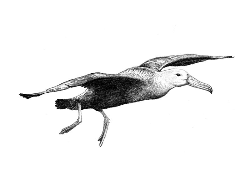 Galapagos Illustration - Albatross scientific illustration birds art graphite drawing illustration albatross galapagos
