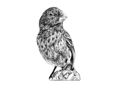 Galapagos Illustration - Finch art birds drawing finch galapagos graphite illustration scientific illustration