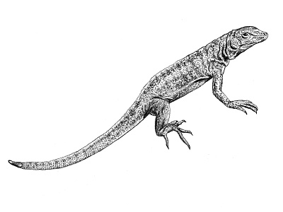 Galapagos Illustration - Lava Lizard