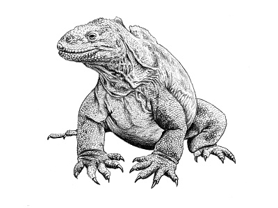 Galapagos Illustration - Land Iguana art drawing galapagos graphite iguana illustration land iguana reptiles scientific illustration