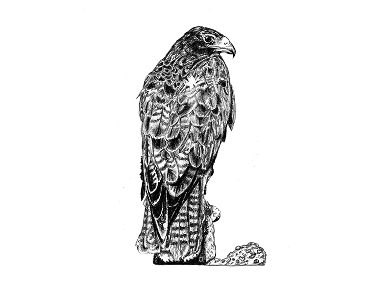 Galapagos Illustrations - Hawk art graphite drawing graphite illustration scientific illustration birds hawk galapagos