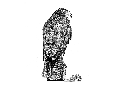 Galapagos Illustrations - Hawk art birds galapagos graphite graphite drawing hawk illustration scientific illustration