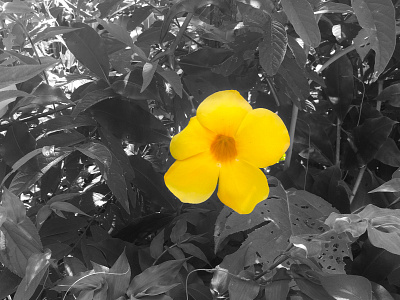 Yellow Flower flora photo photoshop planta yellow