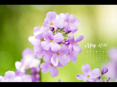 May Calendar calendar flowers light room macro may photography
