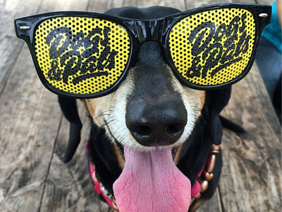 Dogs and Pals (glasses made by seeyagroup) brushlettering calligraphy dog glasses lettering logo logotype pet