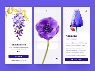 Natural Museum anemone app blue flower illustration mobile purple sign up spring ui ux wisteria flower