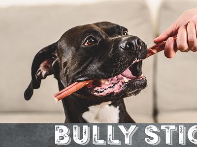 Best Bully Sicks Canada bully sticks