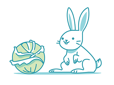 Kabbage Rabbit bunny lettuce rabbit