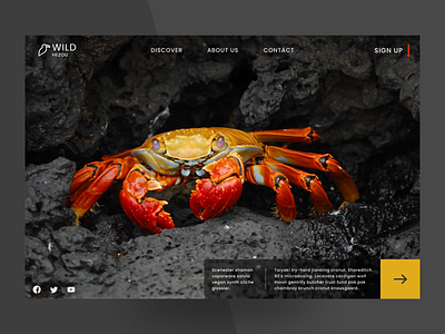 Wild animals animal animals figma home page homepage ui wild wild animal wild animals wild life wildlife xd