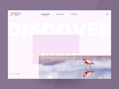 Wild animals / Discover / Flamingo animal animals discover figma flamingo flamingos ui web website wild wild animal wild animals wild life wildlife xd