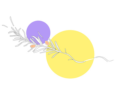 rosemary and its blooms