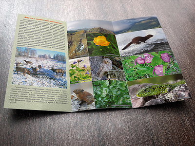 Tri fold Brochure for Tigirek