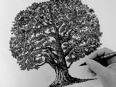 Oak Tree brading brand draw handmade logo marker oak pen sketch traditional tree