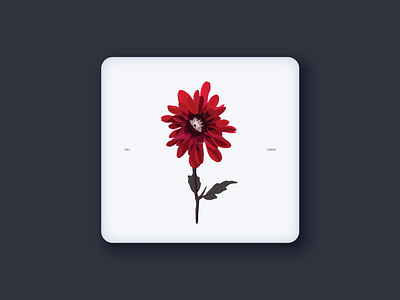 flower study button design floral flower flower illustration graphic graphic design icon illustration procreate
