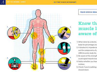 measuring your body mass body human infographic mass muscle