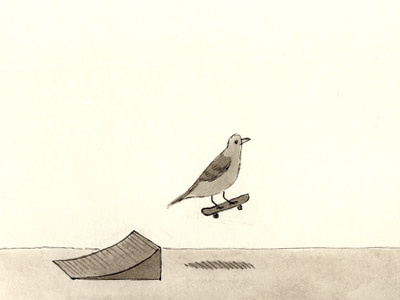 What birds do when we aren't looking: skateboard