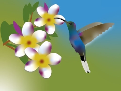 Colibri art draw graphic design illustration