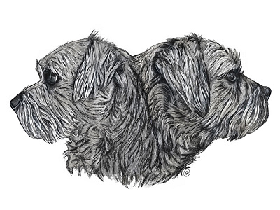 Border Terrier Profiles - Digital Art digtial art dogs fun ipad pro personal photoshop sketch play