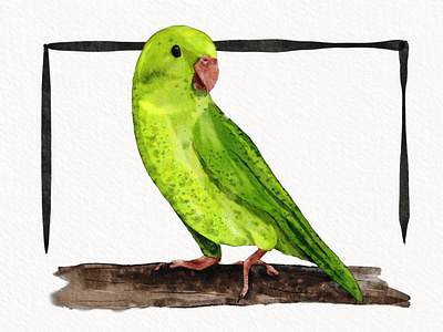 Parrot (Forpus coelestis) applepencil bird draw drawing flyer green ipad pro art ipadpro parrot pencil procreate sketch