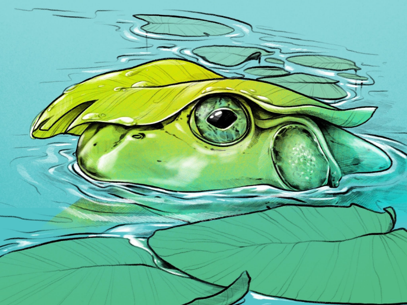 Ribbbit illustration lilypad lily pad nature illustration nature procreate digital illustration amphibian pond frog