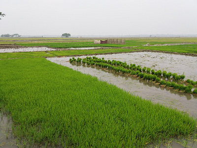 Paddy tree