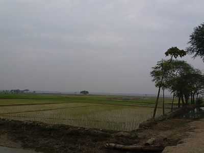 Paddy land