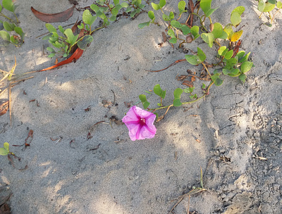 Sand Flower