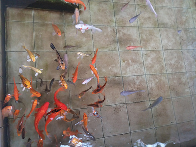 Ornamental Fish