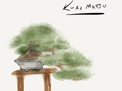 Kuromatsu bonsai ipad painting paper