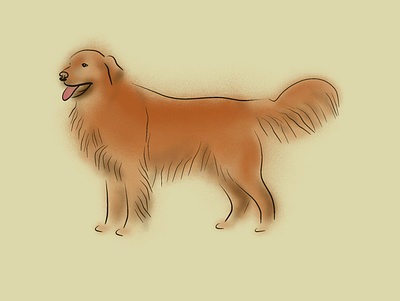 Golden Retreiver design dog dogs golden retriever graphic design illustration pet pets