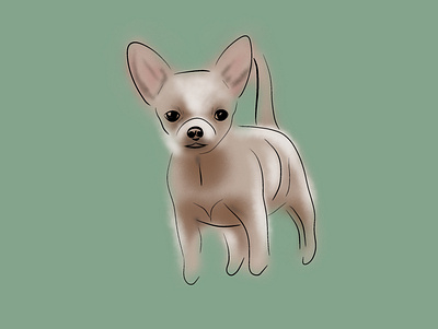 Chihuahua chihuahua dog graphic design illustration pet pets procreate