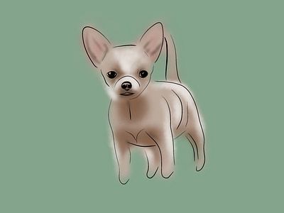 Chihuahua