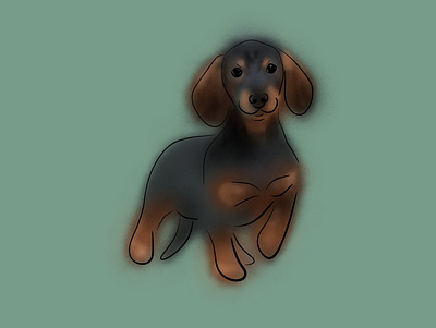 Dachshound dachshound dog graphic design illustration pet pets procreate