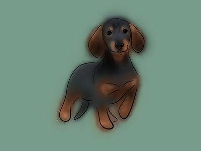 Dachshound dachshound dog graphic design illustration pet pets procreate