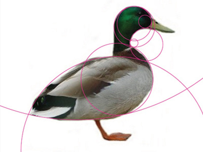Duck Process curves duck icon process sketch