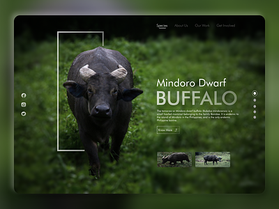 Proteger app buffalo daily ui challenge endangered endangered animals endangered species proteger tamaraw ui ui design uiux web web design